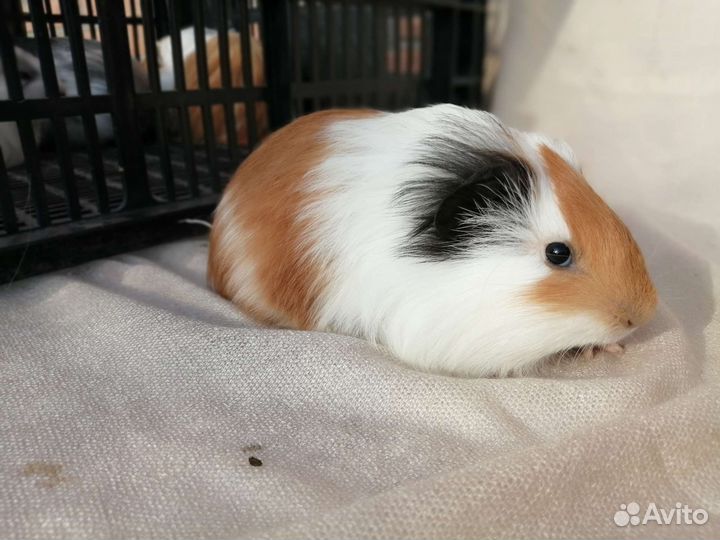 Морские свинки