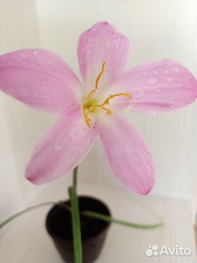 Комнатные растения