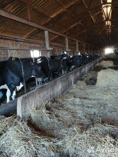 Коровы дойные и нетели