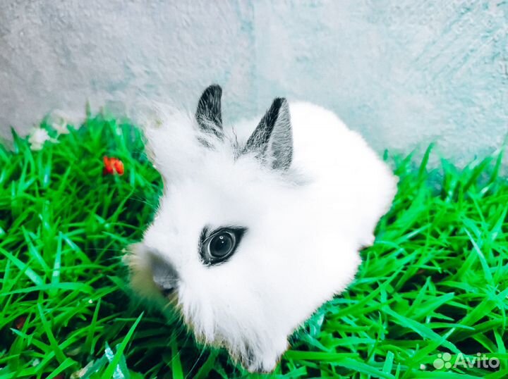 Карликовые крольчата - Большой выбор крольчат