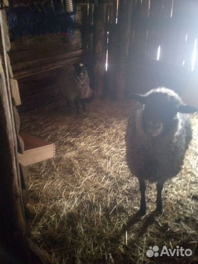 Продам ярочек