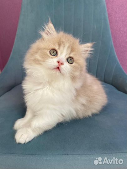 Британские котята