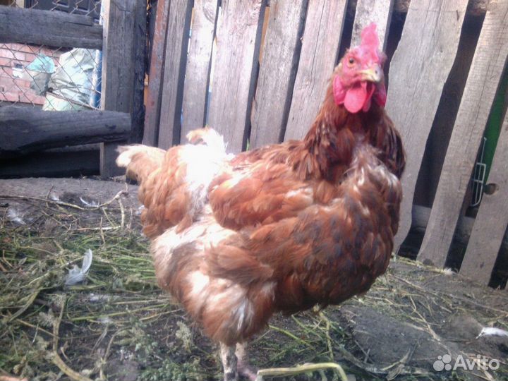 Куры-несушки