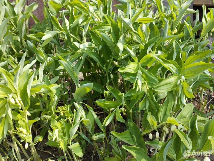 Многолетники для сада цветы