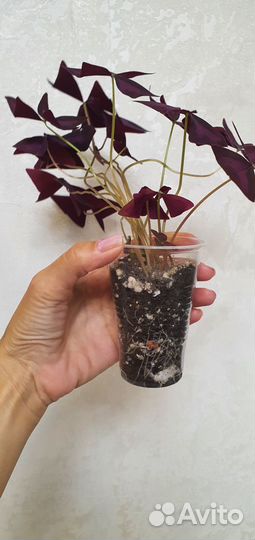 Кислица окалис