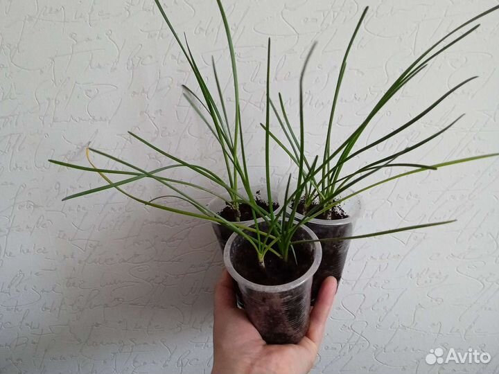 Зефирантес белый