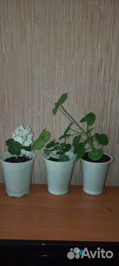 Пеларгония-герань белая, кактусы, Перец острый