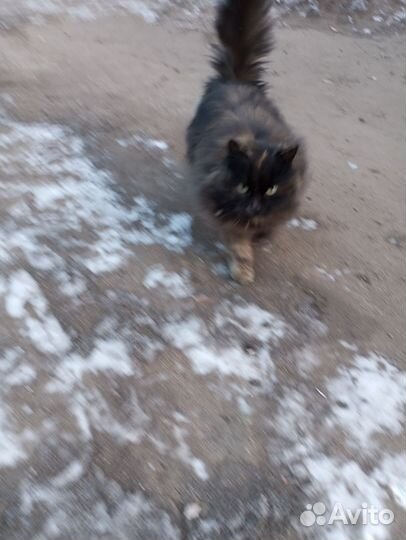 Кошка домашняя