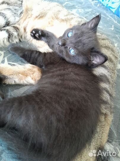 Котята мальчики