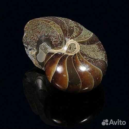 Аммониты - окаменелости и талисманы