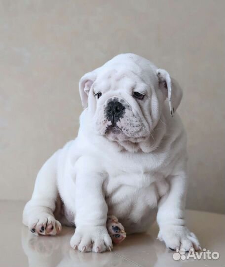 Английский бульдог мальчик РКФ 2мес