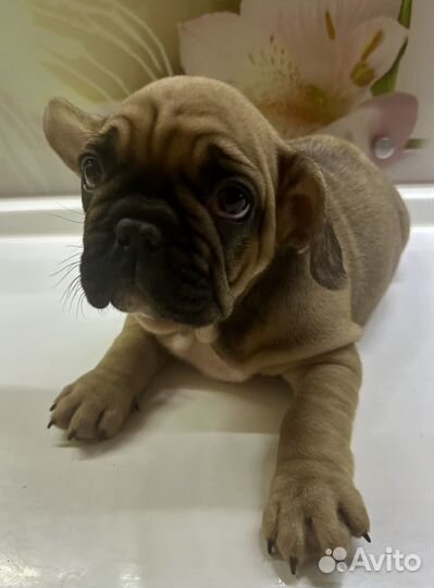 Французский бульдог