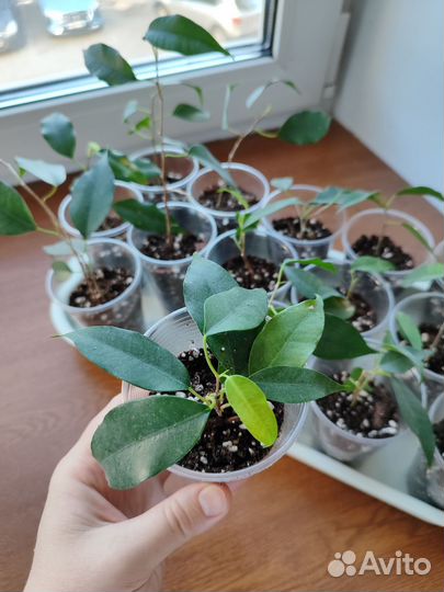 Фикус бенджамина