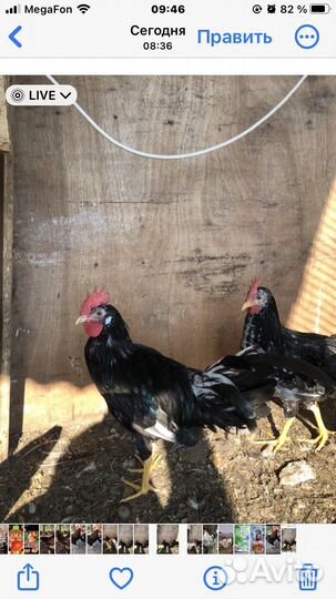 Петухи