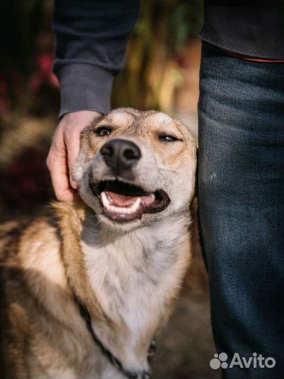 Собаки бесплатно