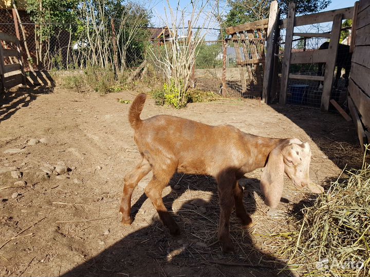 Шикарный чистопородный козлик на племя