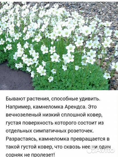 Растения для сада многолетники