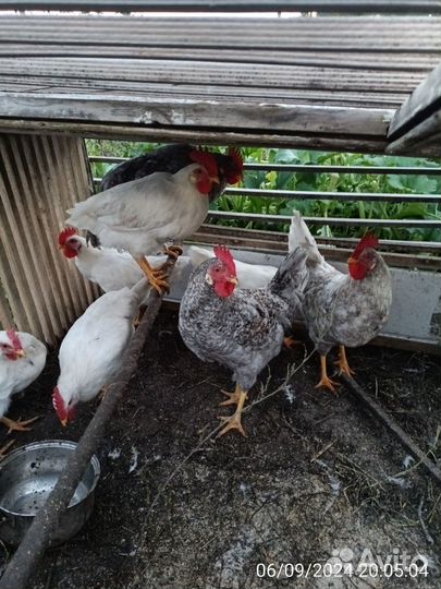 Петухи 6 месяцев
