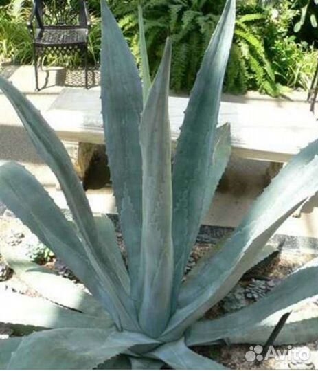 Агава голубая и пестролистная