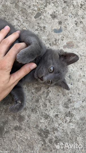 Красивенный котенок