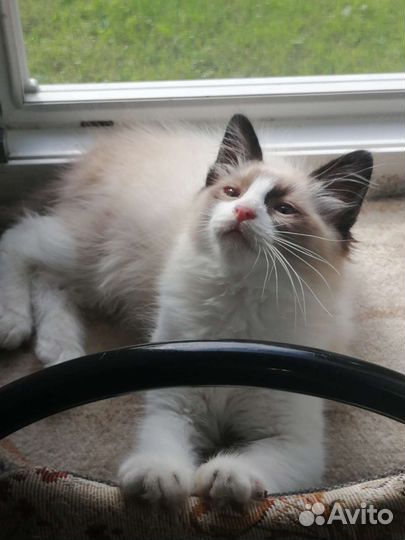 Котенок в добрые руки