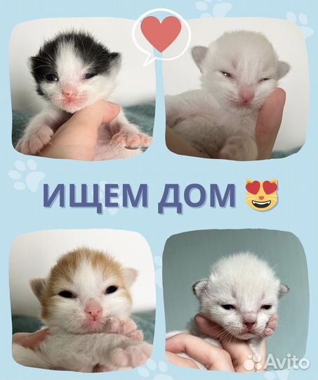 Кошка и котята в добрые руки