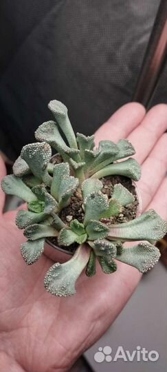 Крассула, адромискус, титанопсис