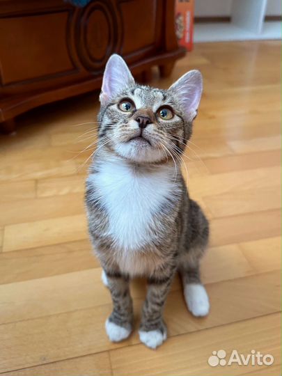 Котенок девочка 4 месяца