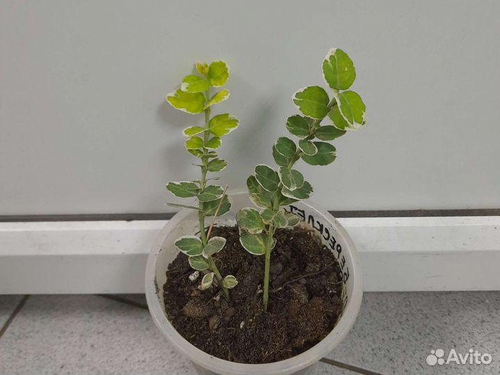 Бересклет Форчуна