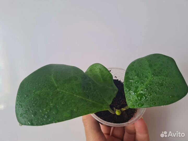 Фикус триангулярис грин дрим коконат вайт маржин