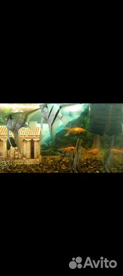 Аквариум со всем оборудованием,рыбками,120 литров
