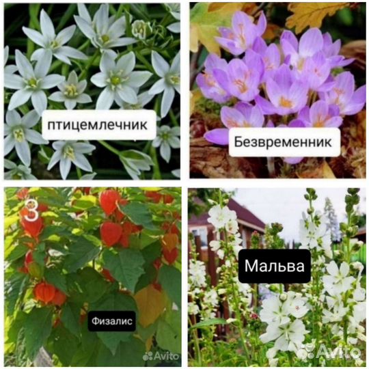 Безвременник, птицемлечник, физалис, мальва