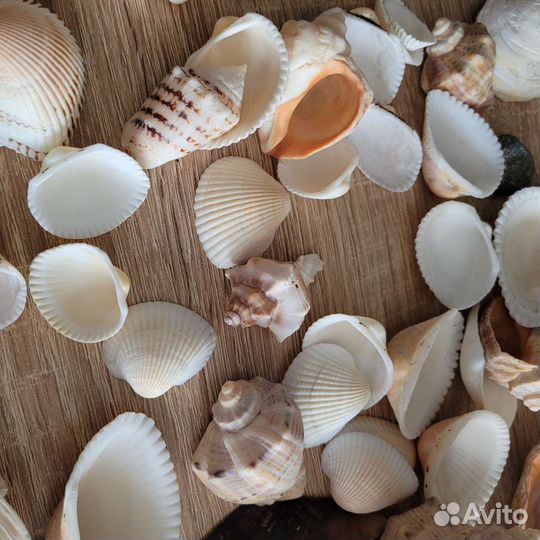 Ракушка морская