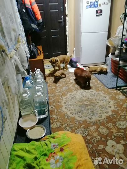 Продам щенков от таксы и полупинчера