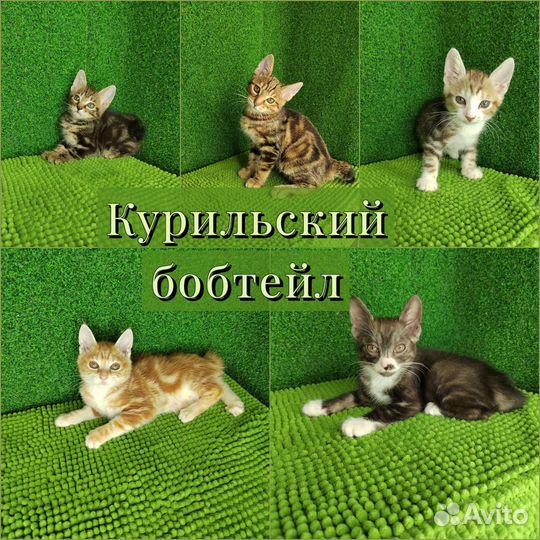 Курильский бобтейл