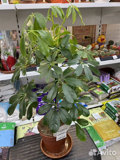 Шефлера нора