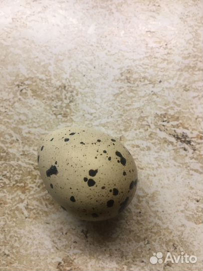 Яйца перепелиные домашние