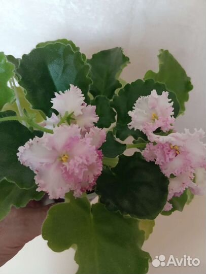 Молодые цветущие фиалочки