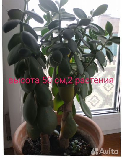 Домашние растения