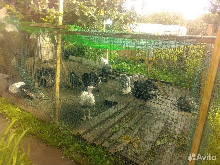 Птицы индюшата