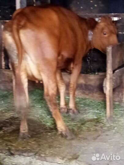 Продам двойную корову