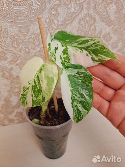 Монстера Альба