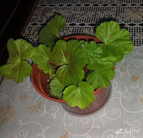 Пеларгония розебудная красная