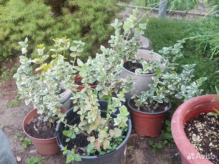 Самшит, Спирея, Бересклет Форчуна