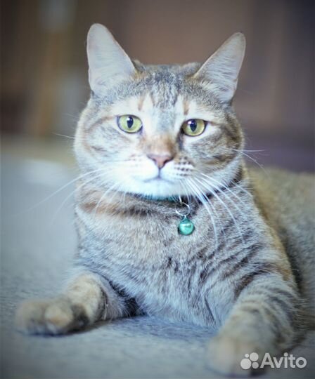 Тигровая Кошка Белуччи - умная и ласковая