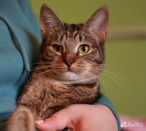 Самая нежная кошечка Мелисса