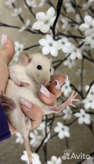 Крысы с клеткой. Крысята Дамбо. Крыса