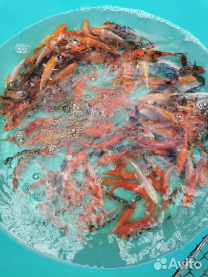 Карп кои 6 см