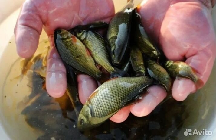 Карась живец