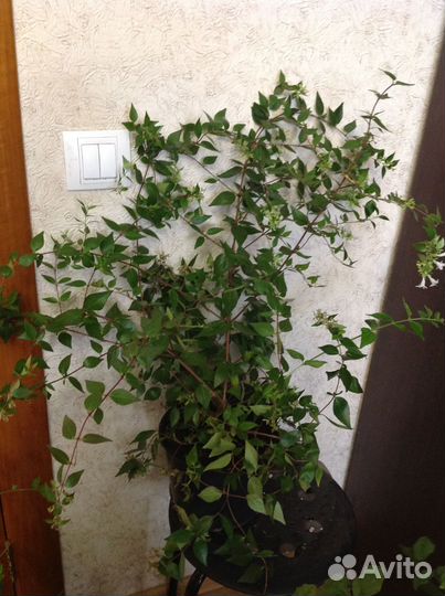 Абелия огромная с приятным ароматом ванили с фото